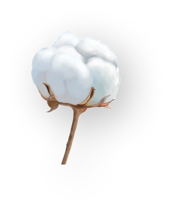 Cotton