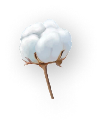 Cotton