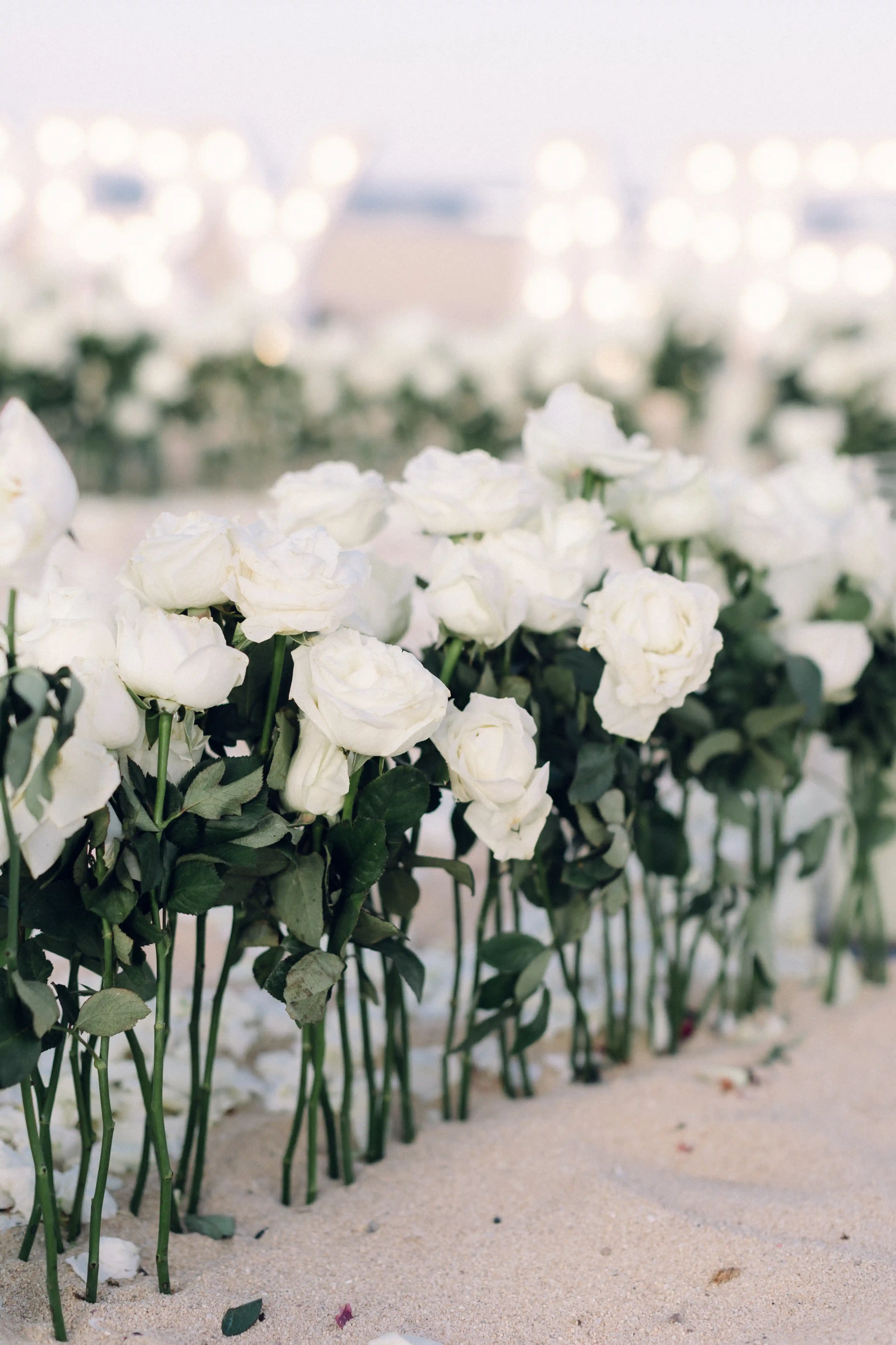 White roses for Bali proposal decoration