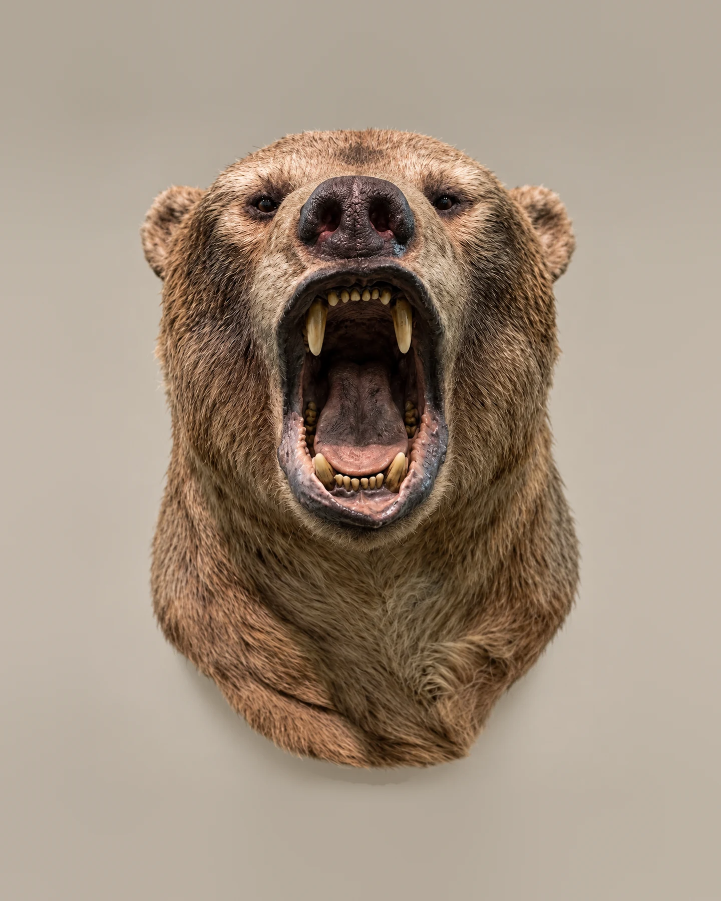 Short-faced bear head, front view, full roar