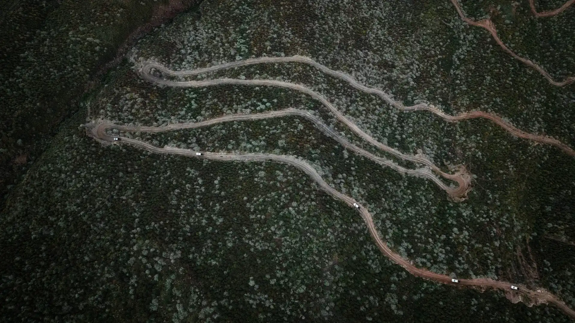 Road with cars in the middle of the jungle