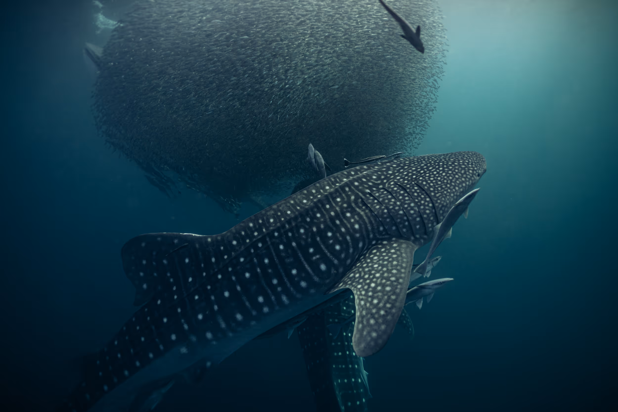 An underwater photo of a Whale shark in front of a bait ball of small fish off of Borneo.