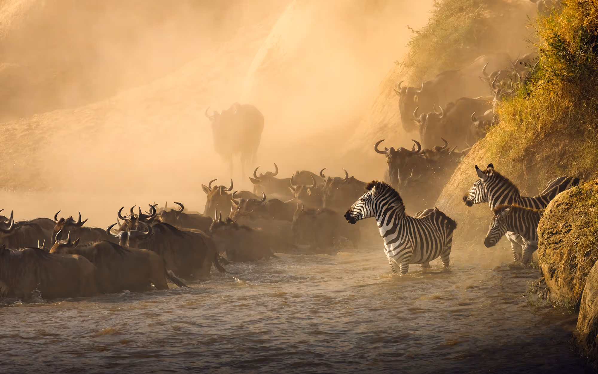 A picture of water buffalo and Zebras crossing a river in the Masai Mara in Kenya during the annual migration.