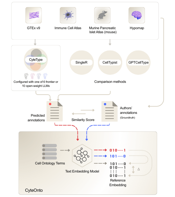 Benchmarking framework comparing CyteType cell annotation accuracy against SingleR, CellTypist, and GPTCellType using CyteOnto semantic similarity scoring across four scRNA-seq datasets including GTEx, Immune Cell Atlas, HypoMap, and Mouse Pancreatic Islet Atlas.