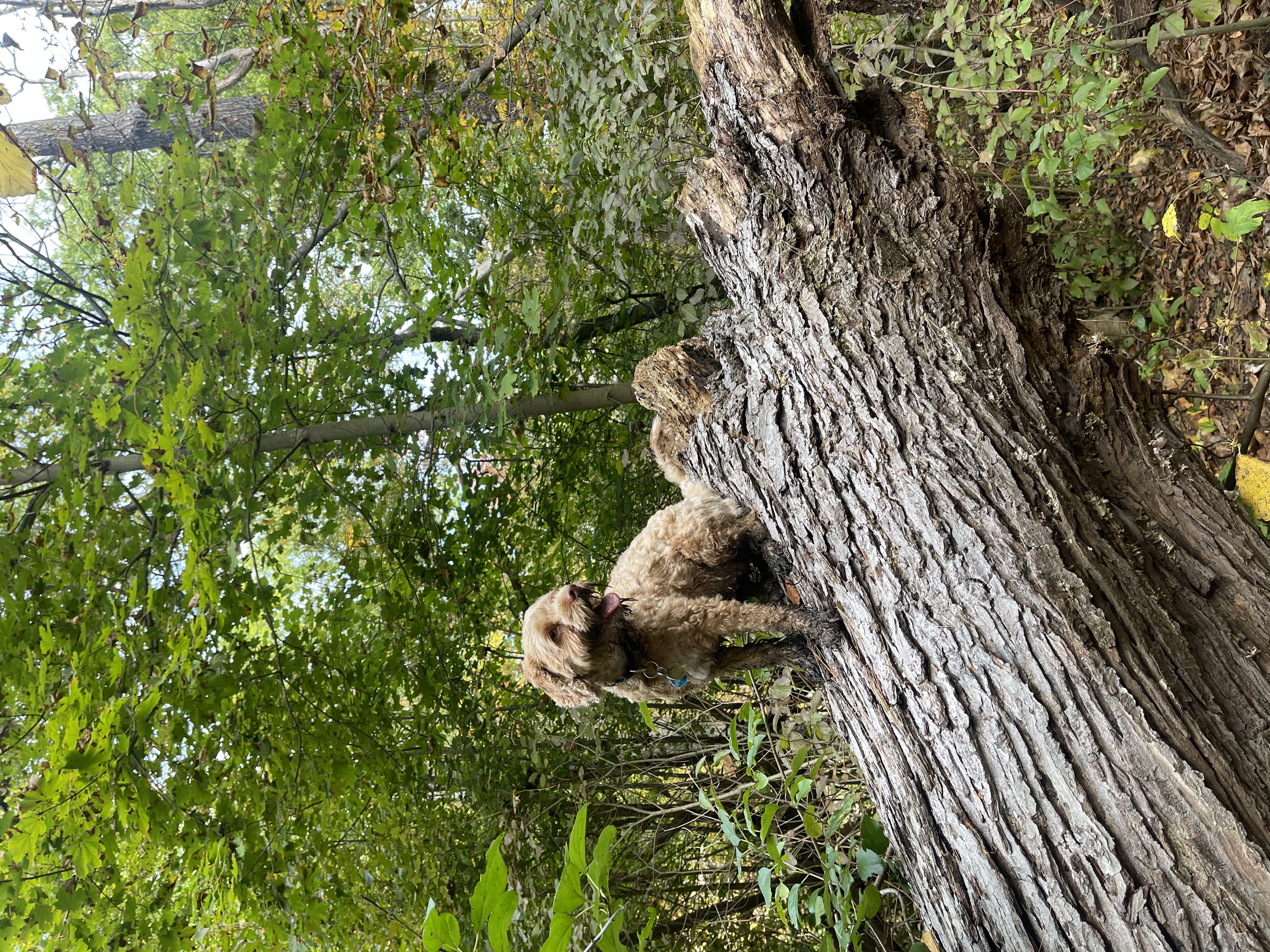 Living in a big city with a dog can sometimes be challenging, but not in Toronto. We have parks, beaches, hikes, fountains, and more! Here are my ever-changing Top five off-leash options for you and your pup. 