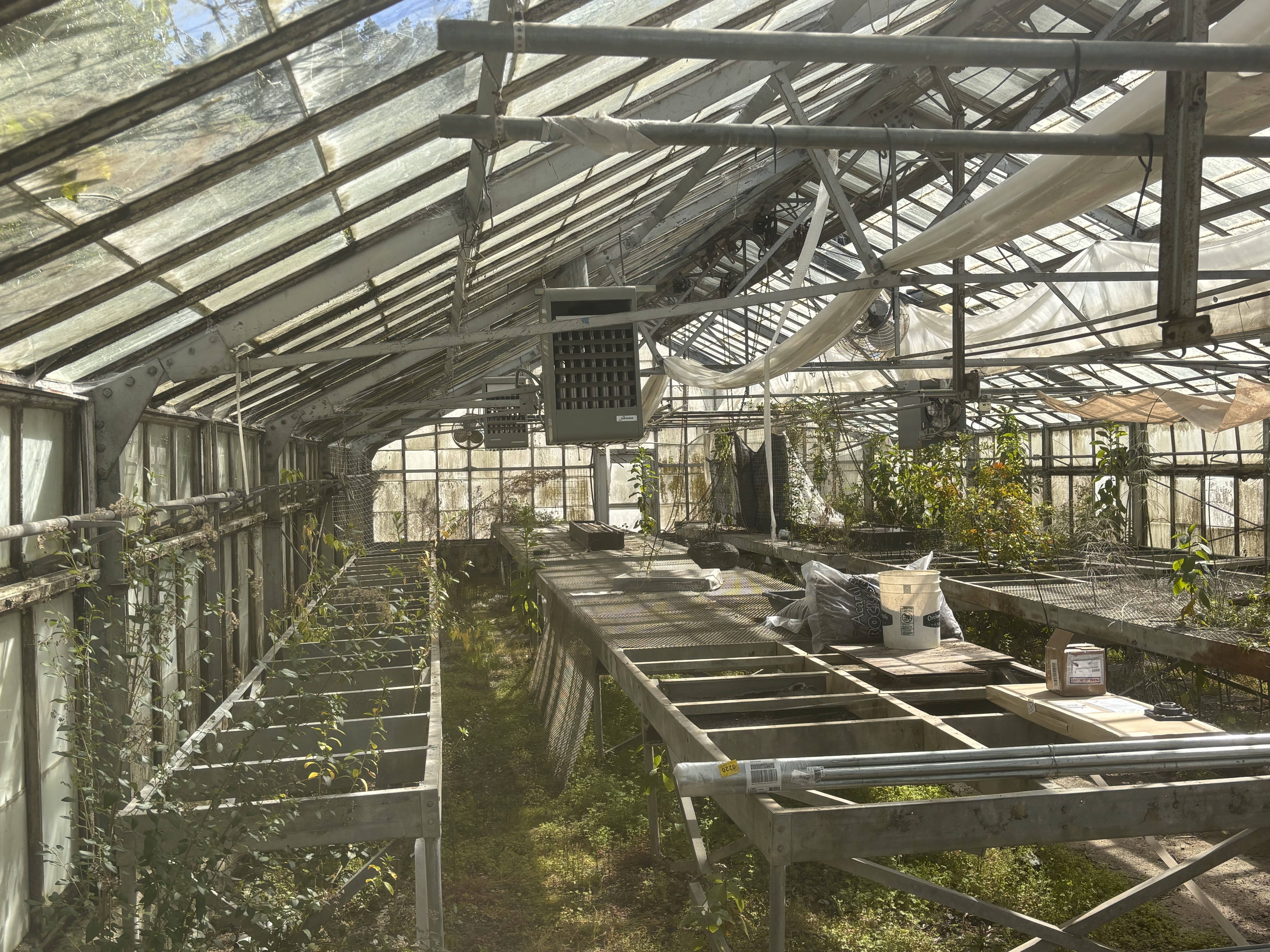 Interior of an old greenhouse with empty plant tables, some gardening supplies, and a few plants growing along the sides.