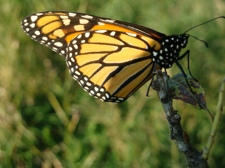 close-up of a Monarch butterfly with orange and black patterned wings perched on a twig with blurred green foliage background