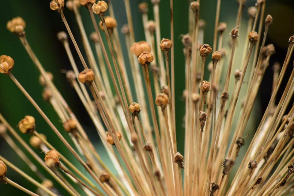 close up of dried giant allium bloom