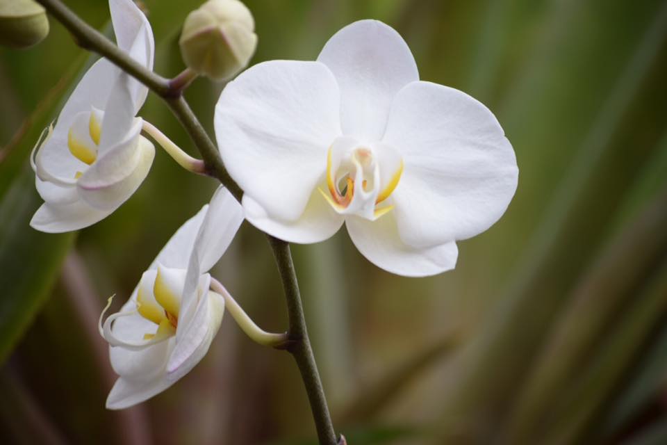 delicate white orchid flowers with yellow stamen