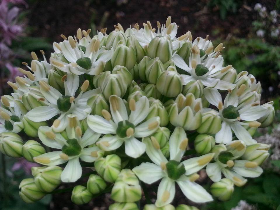 cluster of small white flowers with green centers and yellow stamens, some still in bud form
