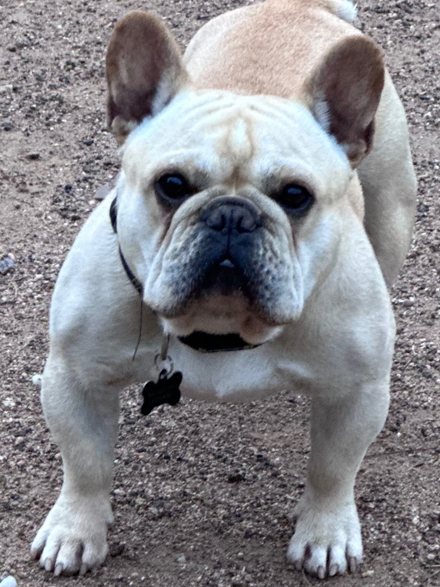 This is Frisco the Sire of the F3 Kennels French Bulldog family.