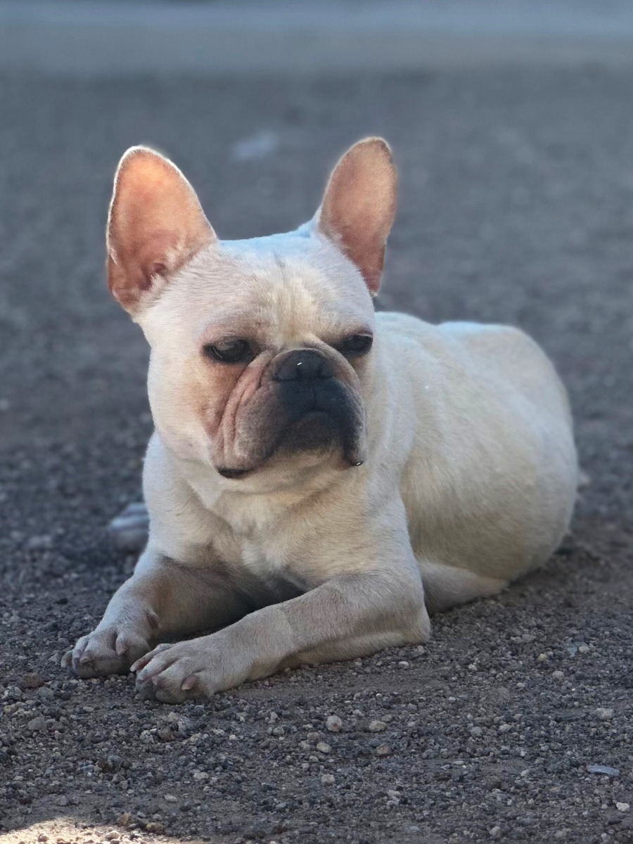 This is Lady Lulu Luv, she is one of the two female French Bulldogs at F3 Kennels.