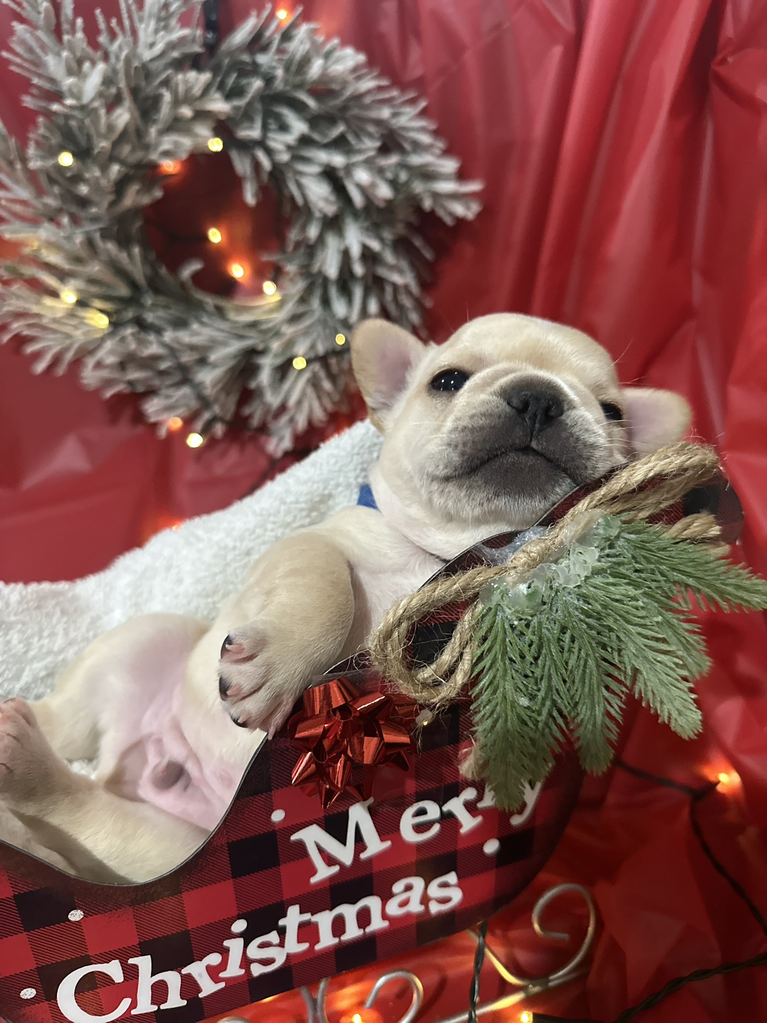 Light tan French bulldog puppy lying in a red and black plaid Merry Christmas sleigh decoration with pine sprigs, against a red backdrop with a lit frosted wreath.