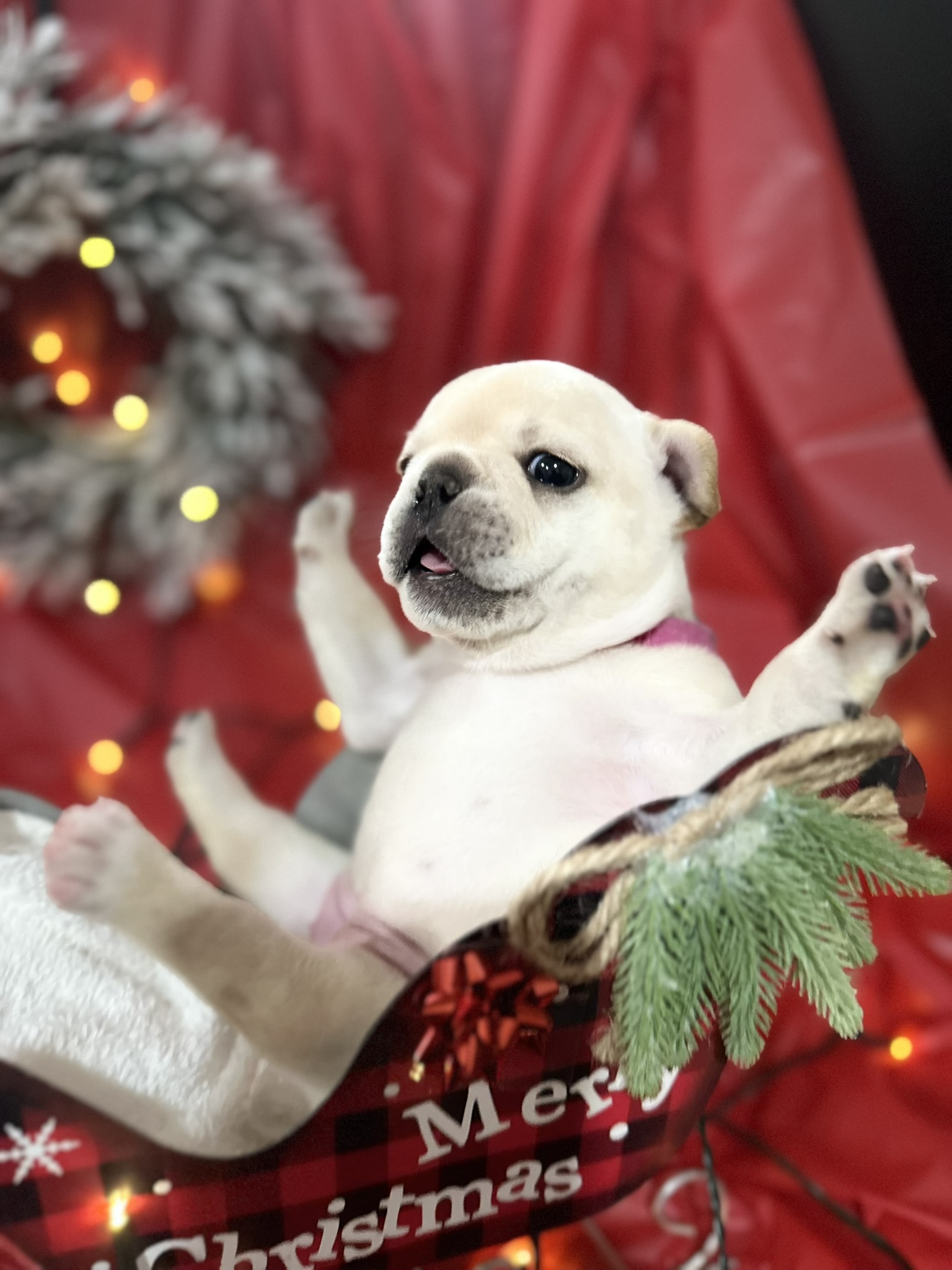 Small light-colored puppy sitting in a Christmas-themed basket with raised paws against a red background with blurred holiday lights and wreath.