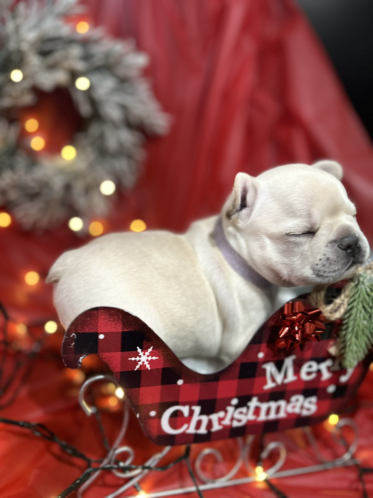Sleeping light tan puppy resting in a red and black plaid sleigh with Christmas decorations and lights in the background.