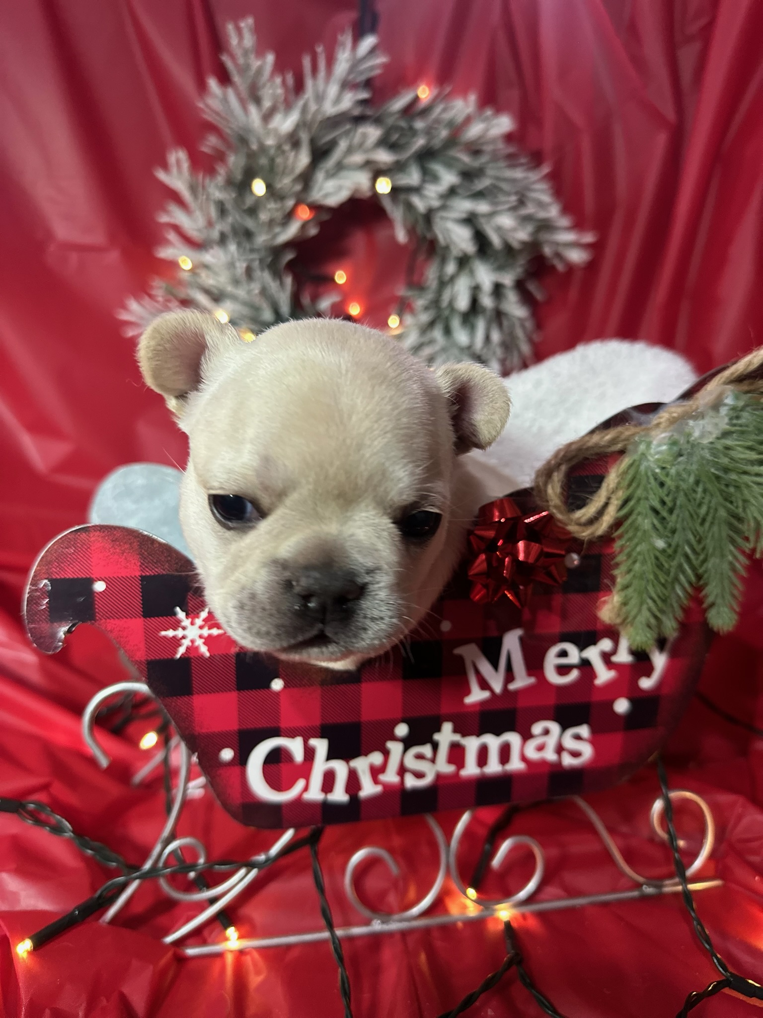 Small brown puppy sitting in a red plaid Christmas sleigh decorated with a green pine sprig and a red bow, with a snowy wreath and red fabric background.