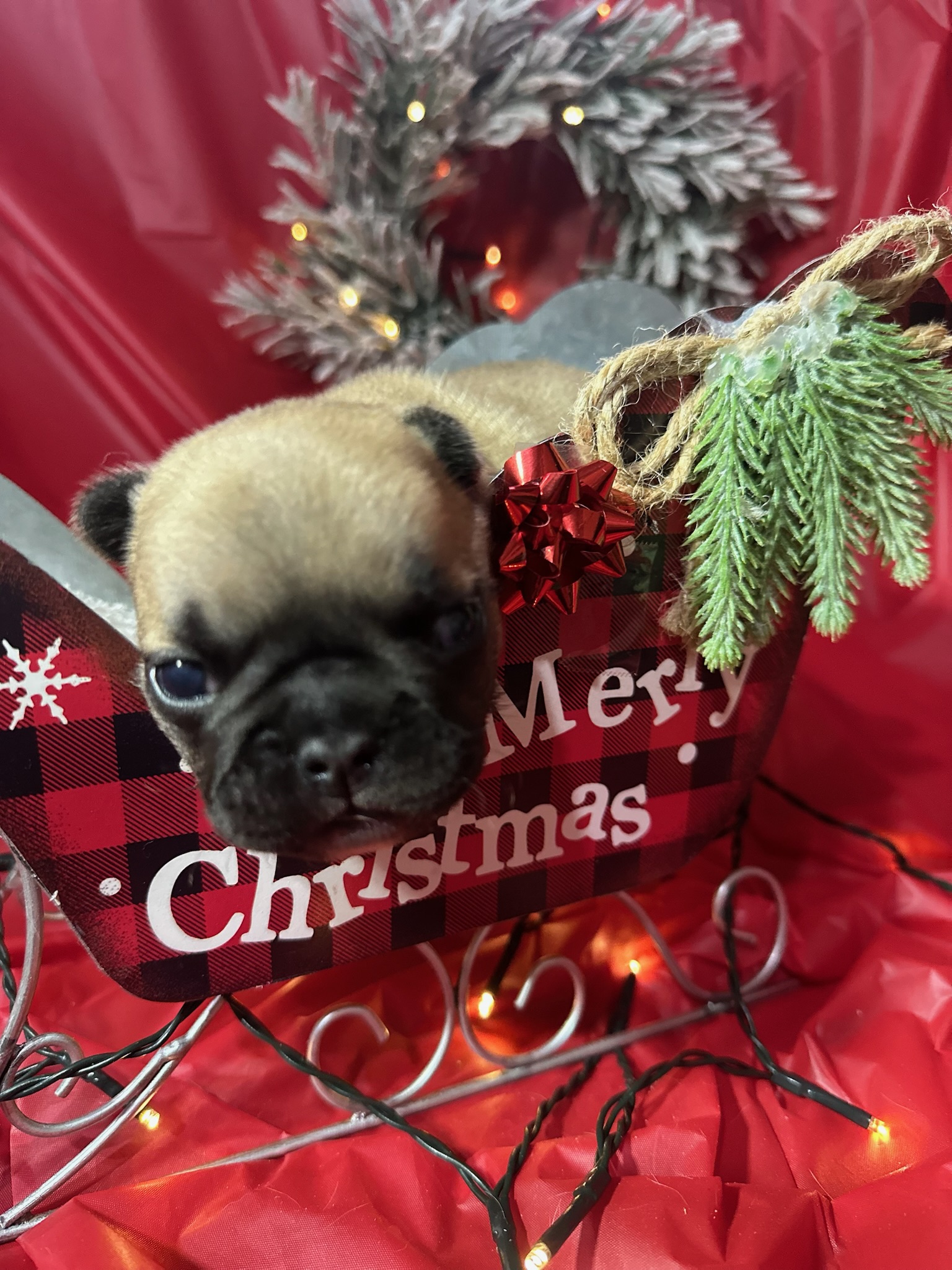 Small brown puppy sitting in a red plaid Christmas sleigh decorated with a green pine sprig and a red bow, with a snowy wreath and red fabric background.