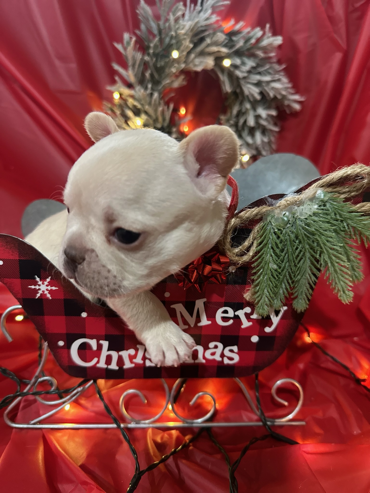 Sleeping puppy lying on its back in a red and black plaid sleigh decorated with a red bow and greenery, with a Christmas wreath and lights in the background.