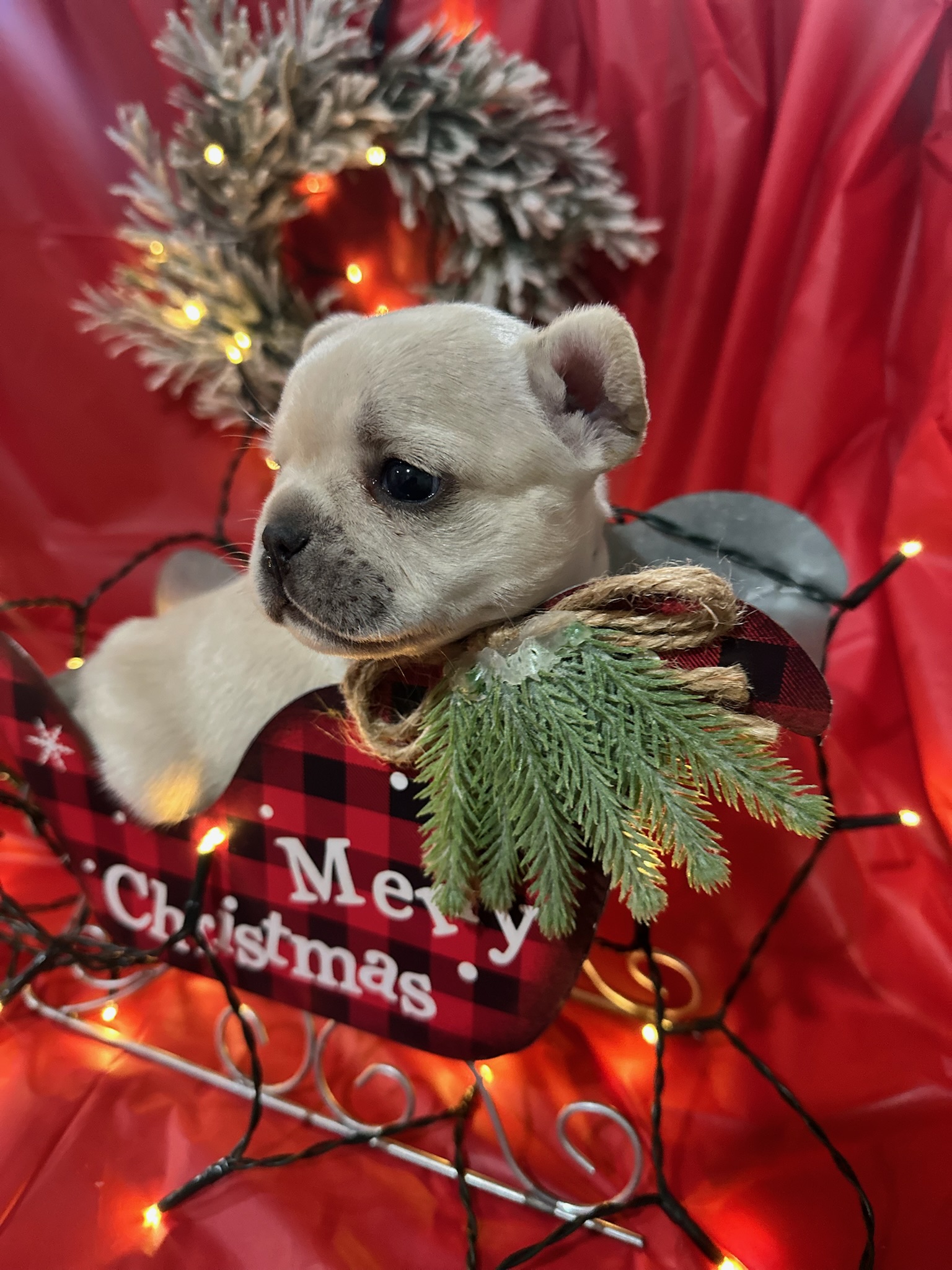 Light-colored French bulldog puppy resting in a red and black plaid Christmas stocking decorated with pine branches and lights.