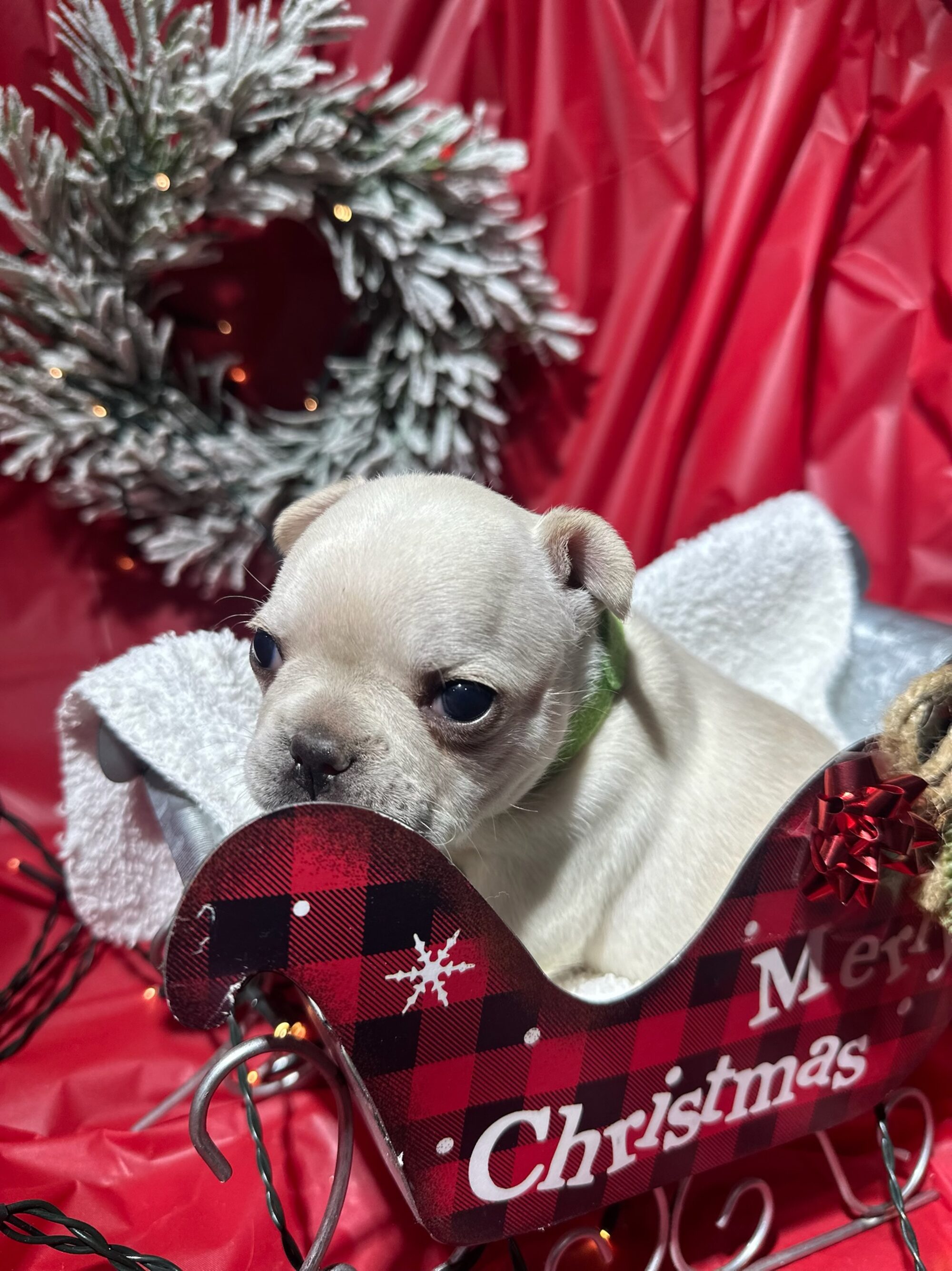 Small light-colored puppy with angel wings sitting in a red and black plaid sleigh with 'Merry Christmas' text and holiday greenery decoration.