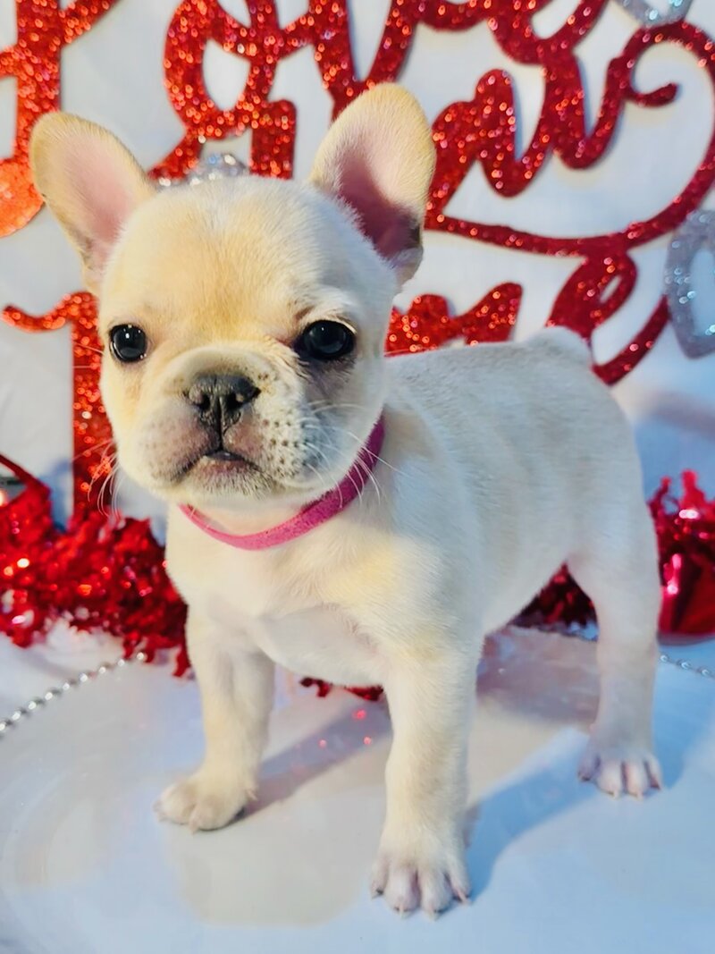 Small light-colored puppy sitting in a Christmas-themed basket with raised paws against a red background with blurred holiday lights and wreath.