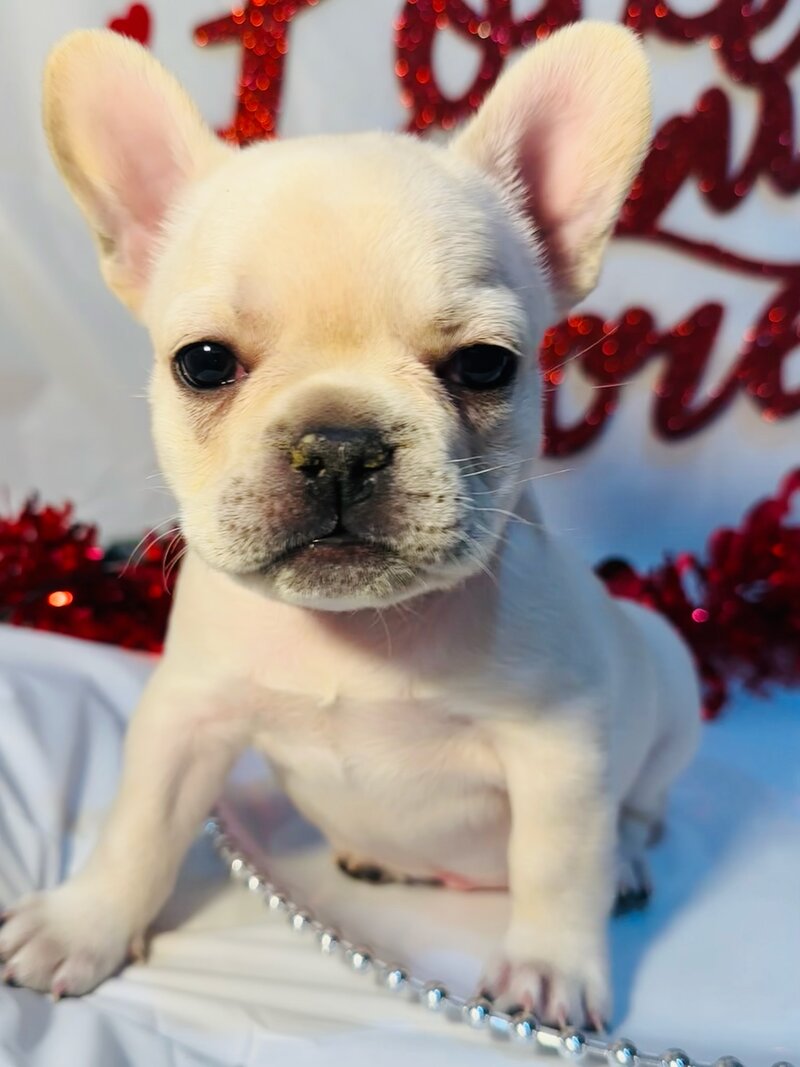Sleeping light tan puppy resting in a red and black plaid sleigh with Christmas decorations and lights in the background.