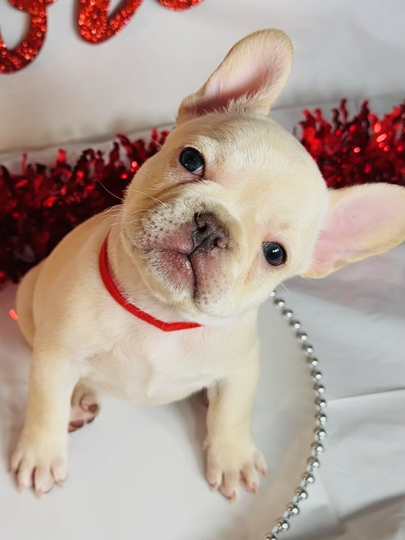 Sleeping puppy lying on its back in a red and black plaid sleigh decorated with a red bow and greenery, with a Christmas wreath and lights in the background.