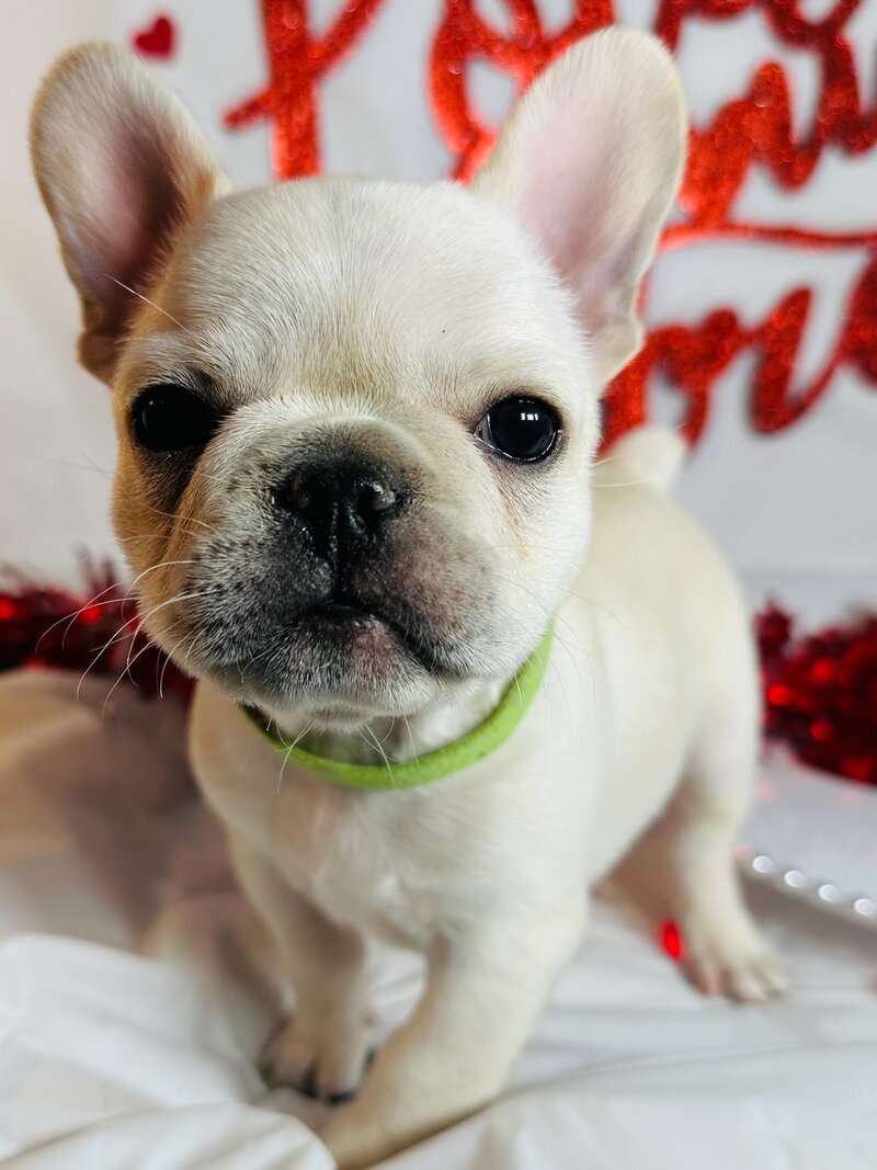 Small light-colored puppy with angel wings sitting in a red and black plaid sleigh with 'Merry Christmas' text and holiday greenery decoration.