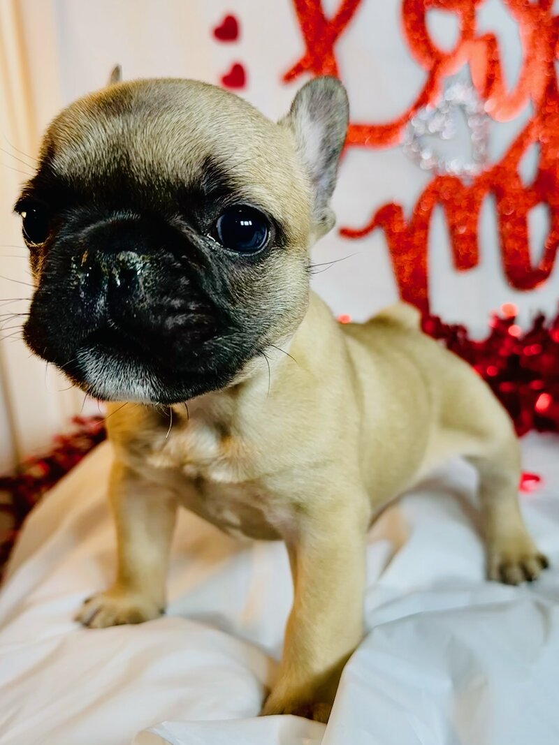 Small brown puppy sitting in a red plaid Christmas sleigh decorated with a green pine sprig and a red bow, with a snowy wreath and red fabric background.