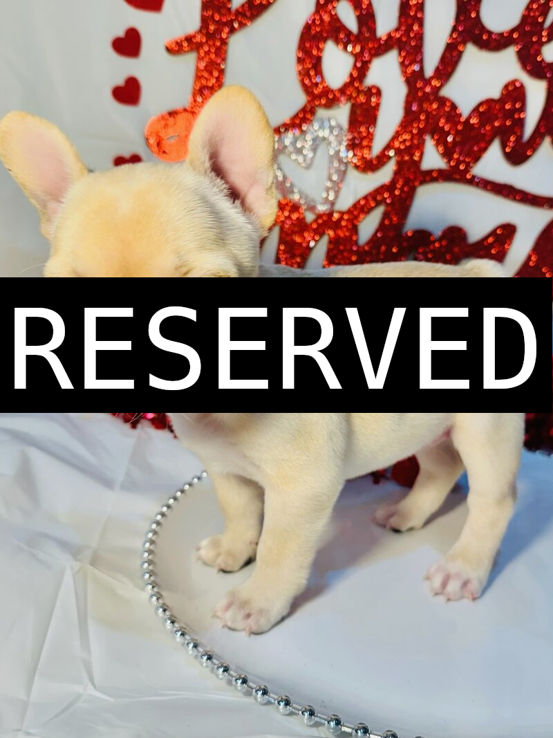 Small brown puppy sitting in a red plaid Christmas sleigh decorated with a green pine sprig and a red bow, with a snowy wreath and red fabric background.