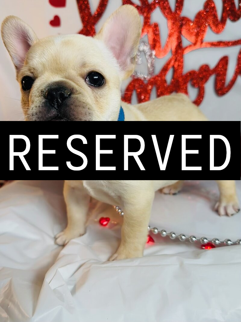 Light tan French bulldog puppy lying in a red and black plaid Merry Christmas sleigh decoration with pine sprigs, against a red backdrop with a lit frosted wreath.