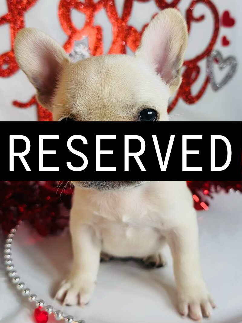 Light-colored French bulldog puppy resting in a red and black plaid Christmas stocking decorated with pine branches and lights.