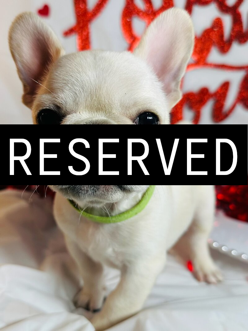 Small light-colored puppy with angel wings sitting in a red and black plaid sleigh with 'Merry Christmas' text and holiday greenery decoration.