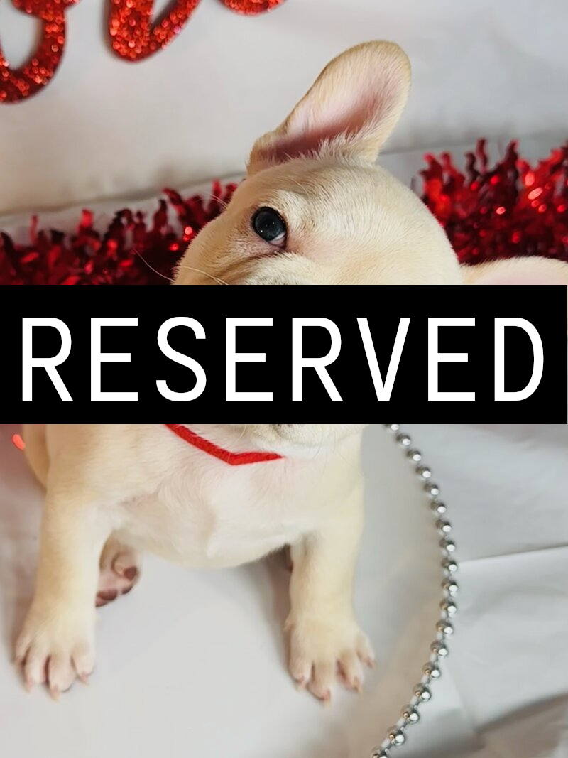 Sleeping puppy lying on its back in a red and black plaid sleigh decorated with a red bow and greenery, with a Christmas wreath and lights in the background.