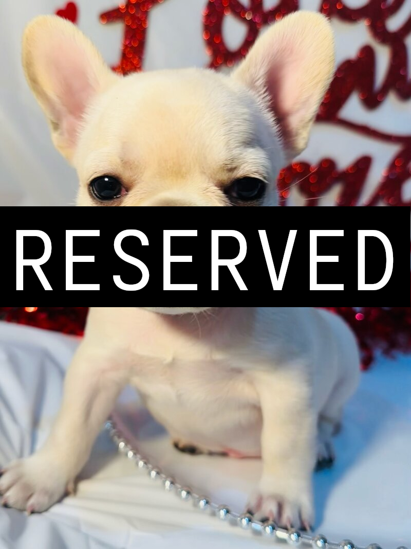 Sleeping light tan puppy resting in a red and black plaid sleigh with Christmas decorations and lights in the background.