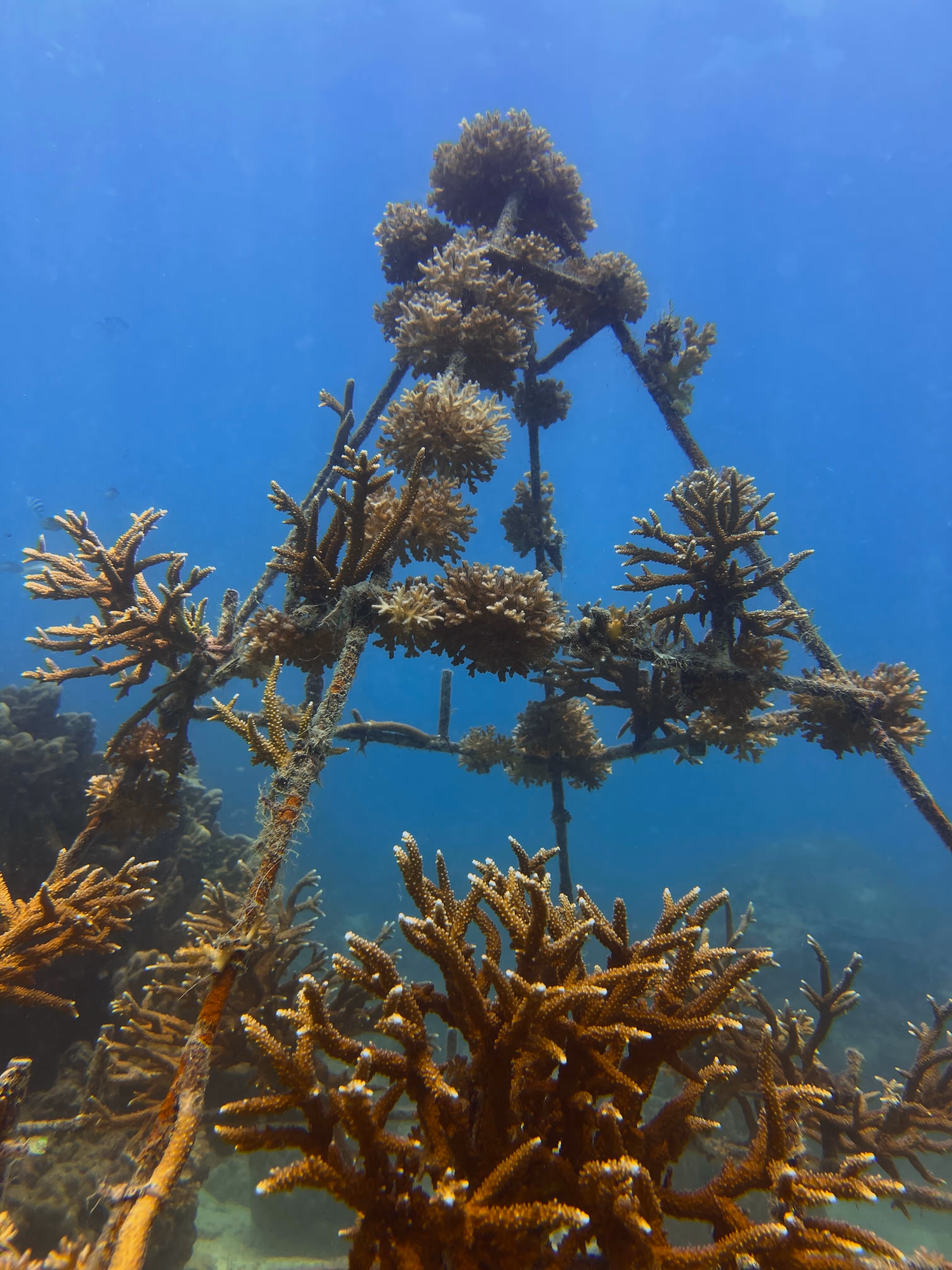 SportDiver structure