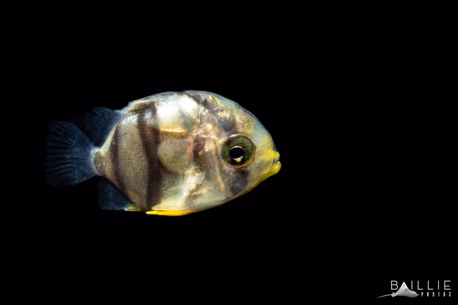 27. BW Butterfly Edit