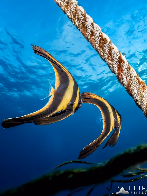 Behaviours of juvenile batfish and their importance.