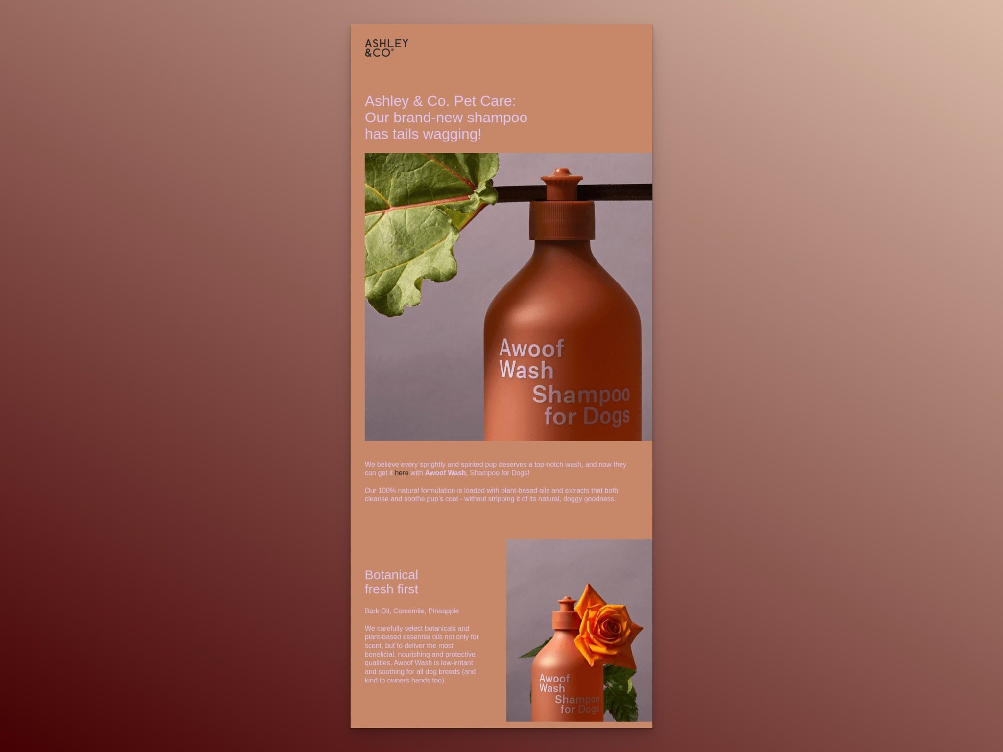 Ashley and Co pet care shampoo new arrival email with playful headline