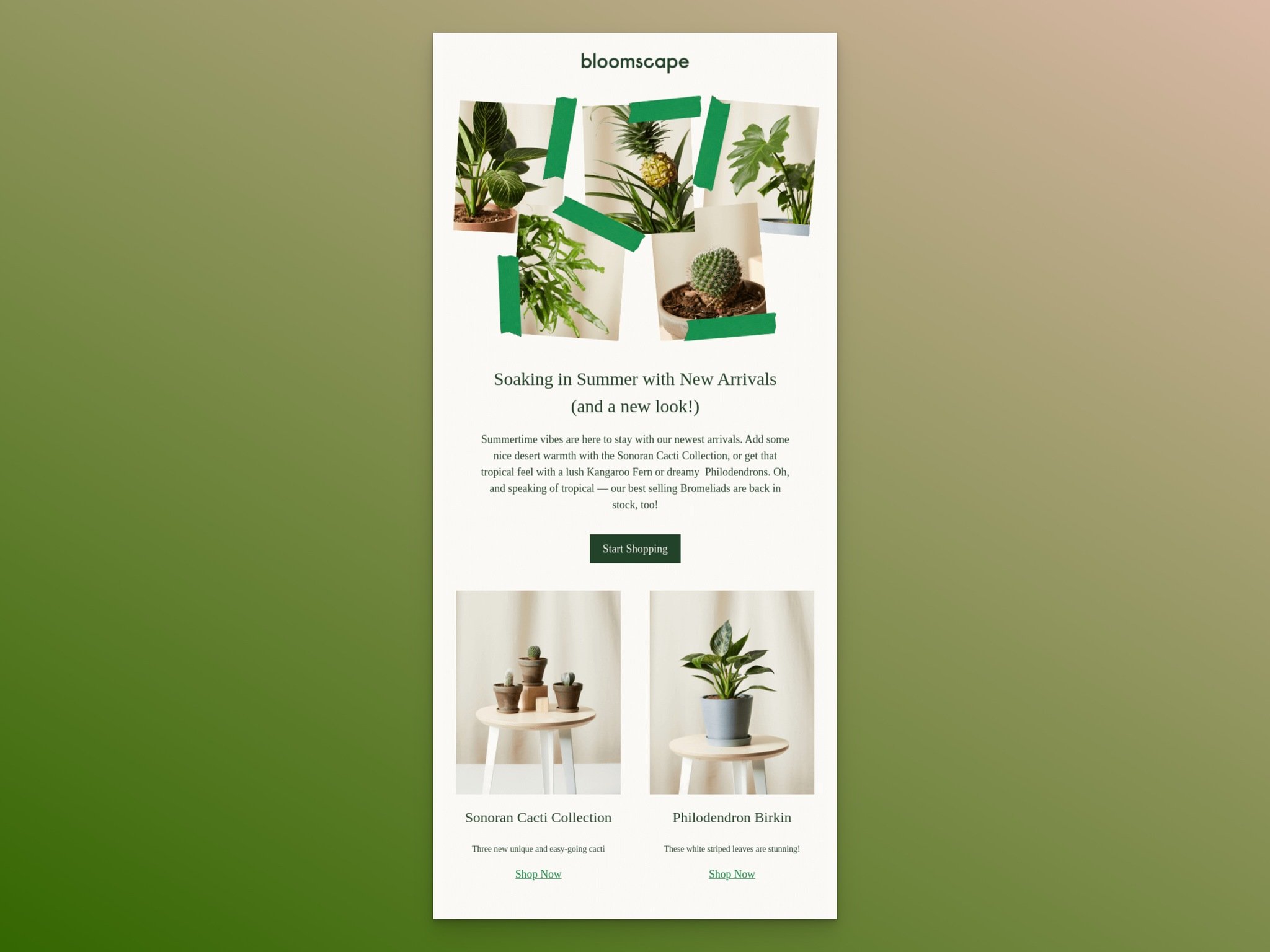 Bloomscape summer new arrivals email with plant imagery and shop now CTA