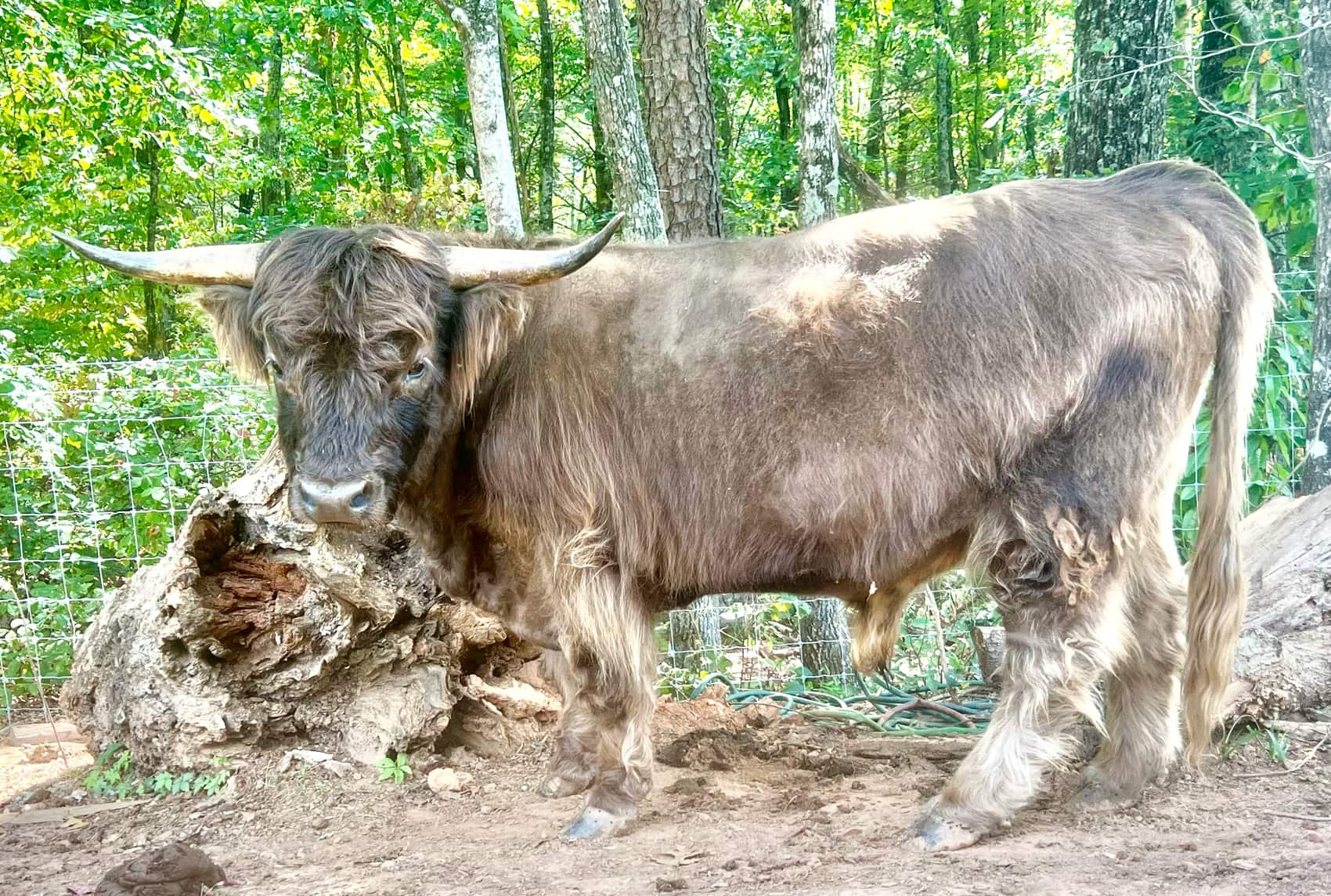 Bride and bridal party at Satolah Creek Farm wedding venue in North Georgia