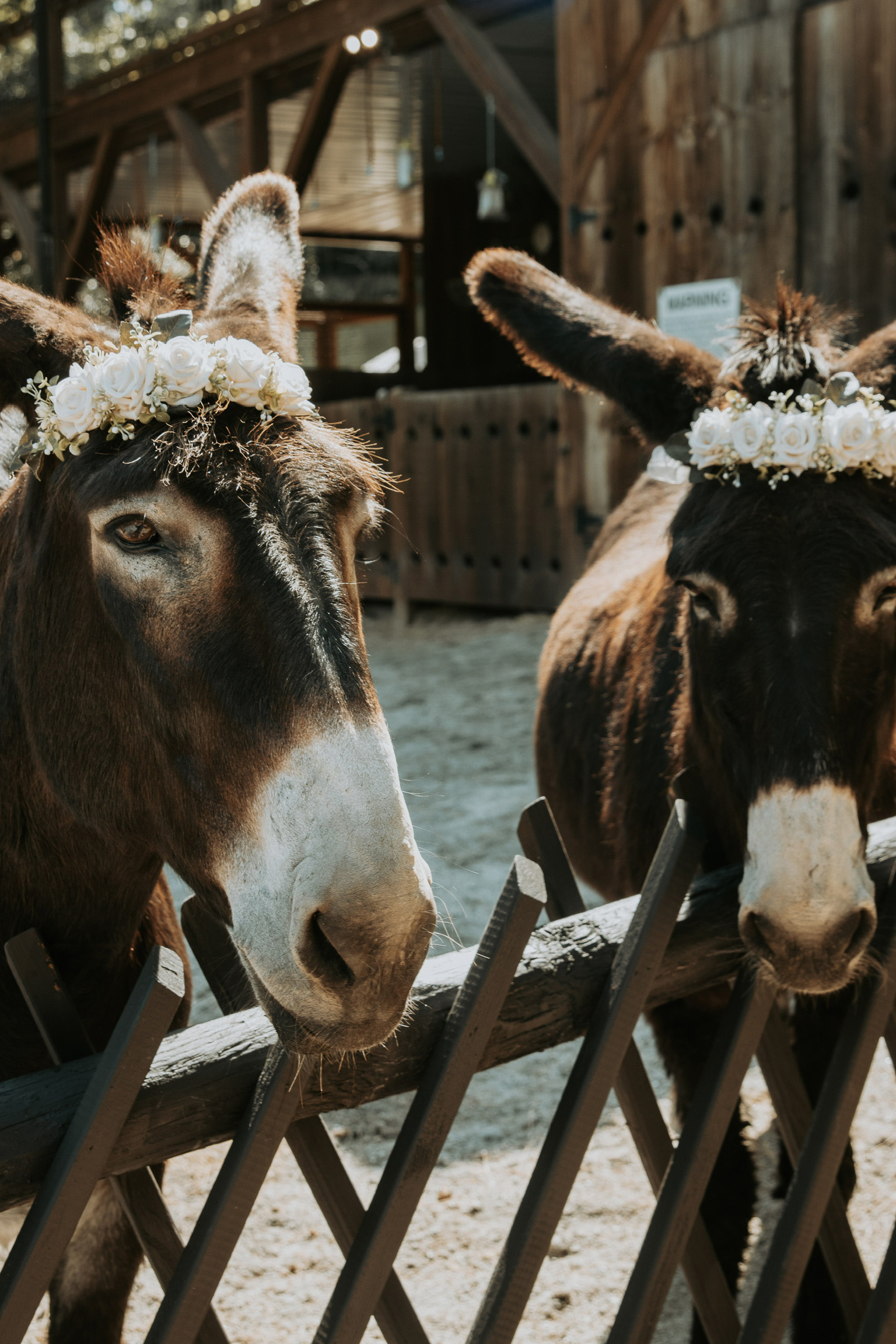 Bride and bridesmaid at Satolah Creek Farm wedding venue in North Georgia