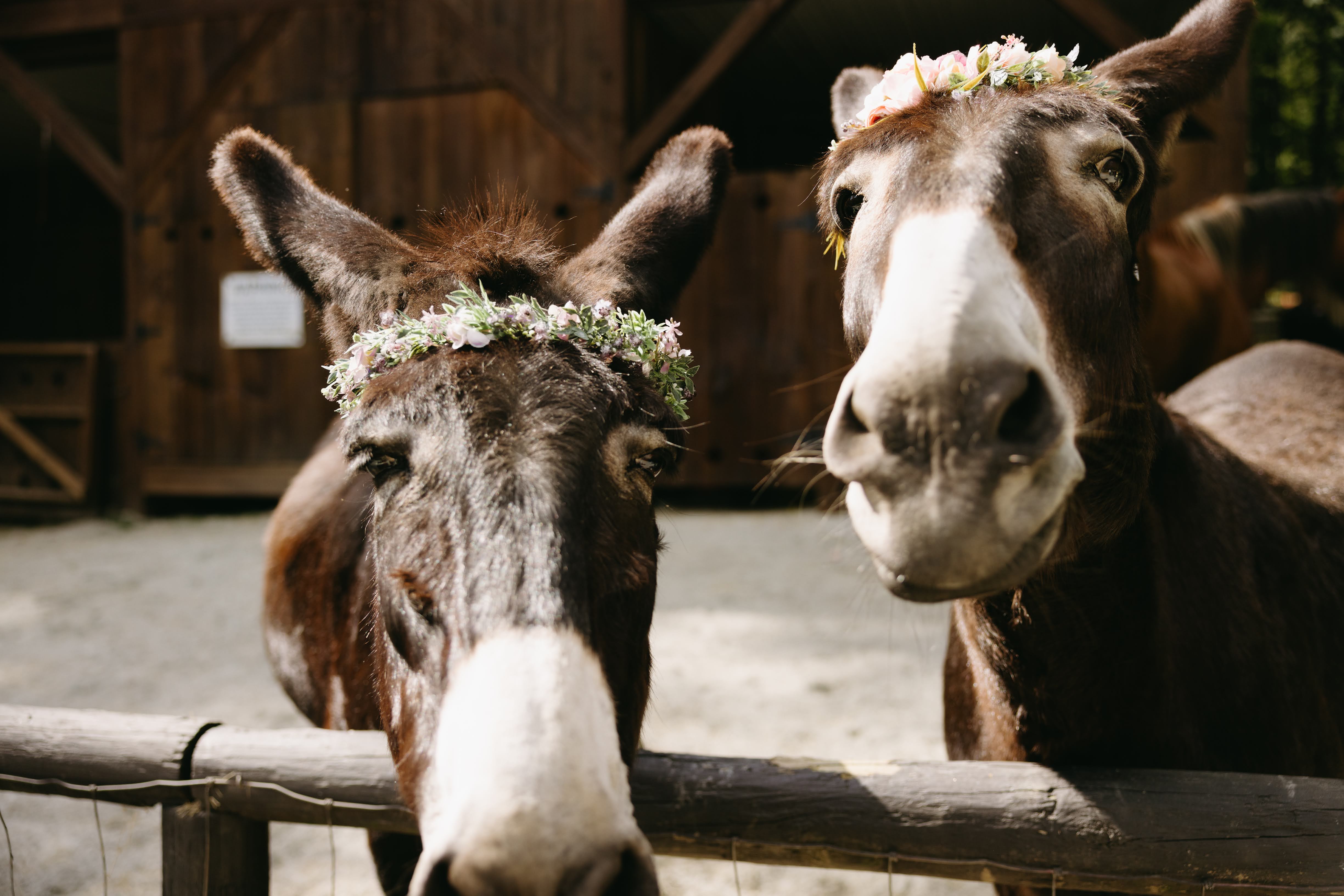 Petting donkeys at Satolah Creek Farm wedding venue in North Georgia