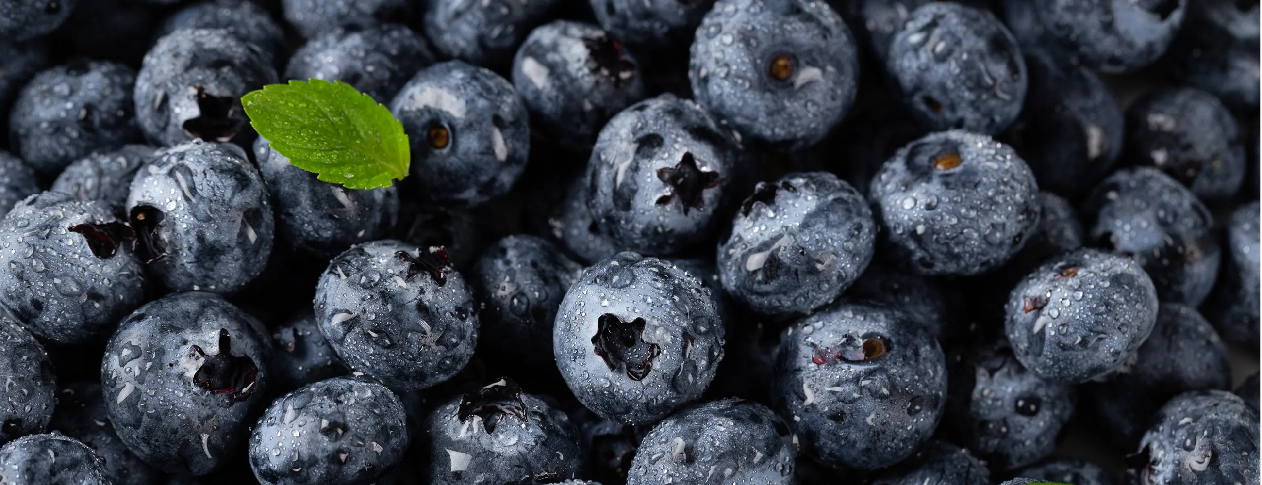 Fresh Ukrainian blueberries - premium quality for UK wholesale