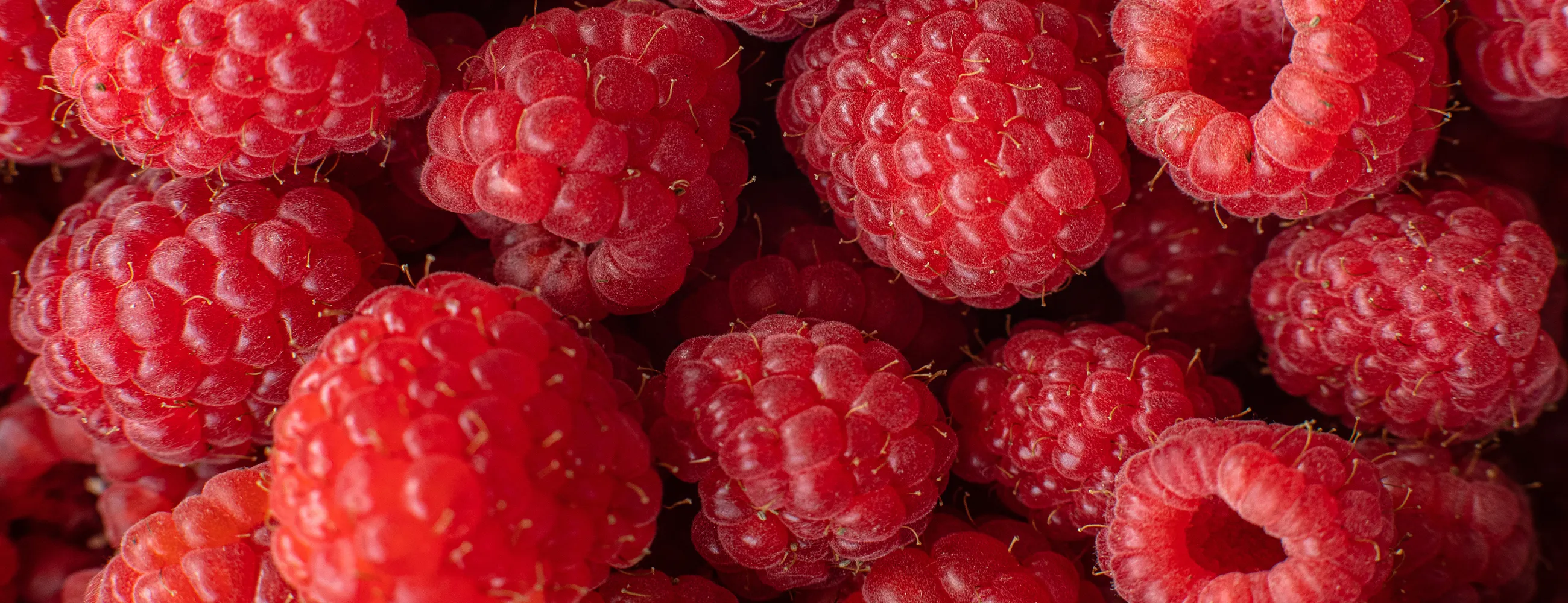 Hand-picked raspberries from Ukraine - natural sweetness for UK market
Premium Ukrainian raspberries - sustainable supply to UK businesses