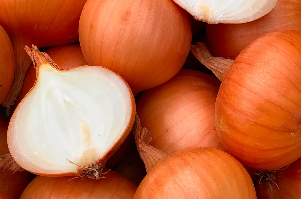 Close-up of large white onions, fresh cut and whole, premium wholesale supply from Ukraine for UK and EU importers