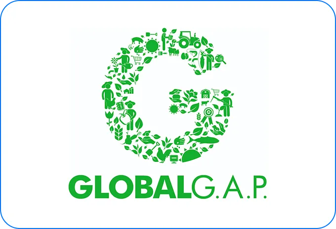 GlobalG.A.P. certification logo – confirms certified farming for export-quality white onions