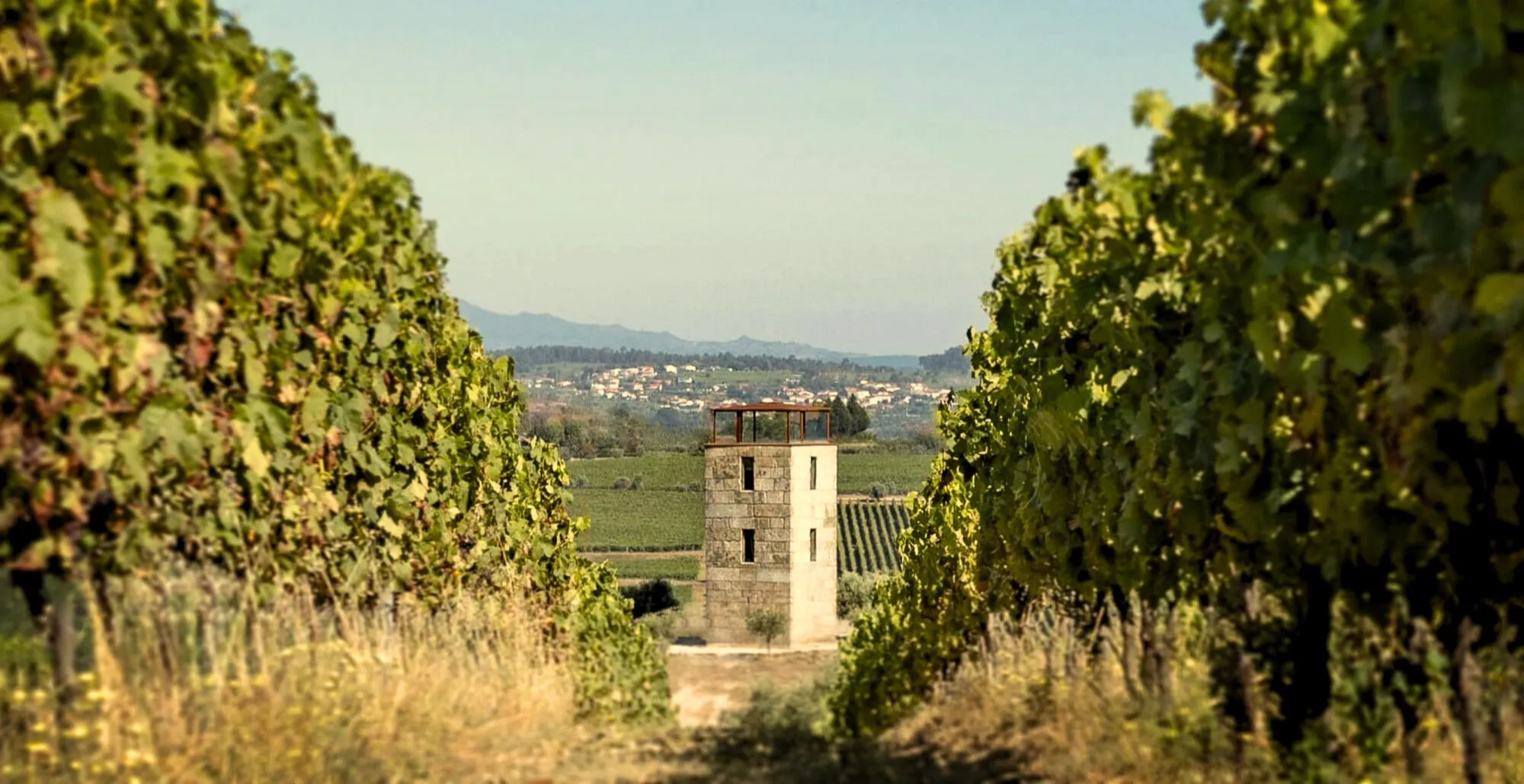 Vinhos do Dão - Quinta da Alameda