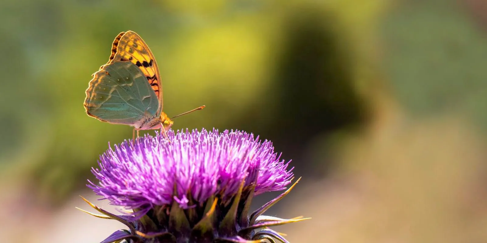 Borboleta Argynnis pandora sobre Flor de Cardo