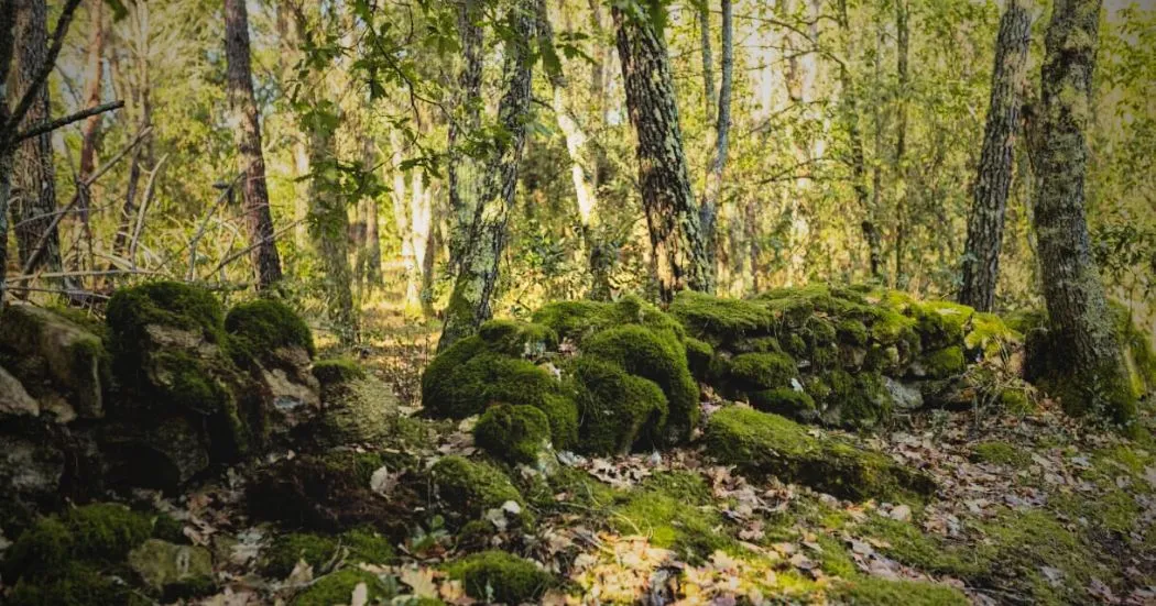 Bosque de Carvalhos da Quinta da Alameda